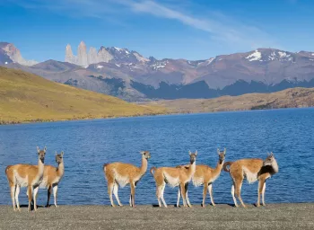 Patagonie